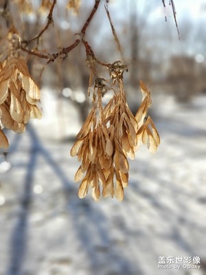 【緯度的色彩】+北國初冬
