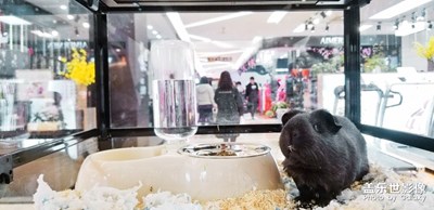 神奇動(dòng)物去哪里3