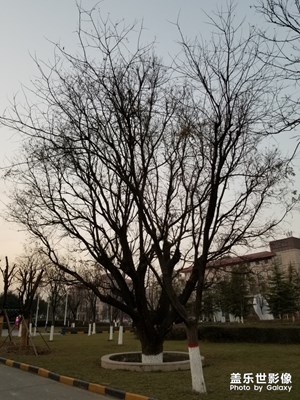 冬日黃昏隨拍幾張