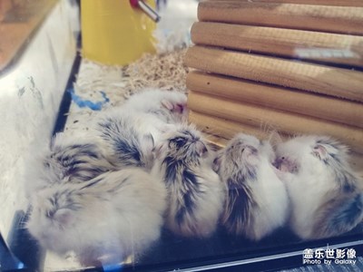 神奇動物去哪里4