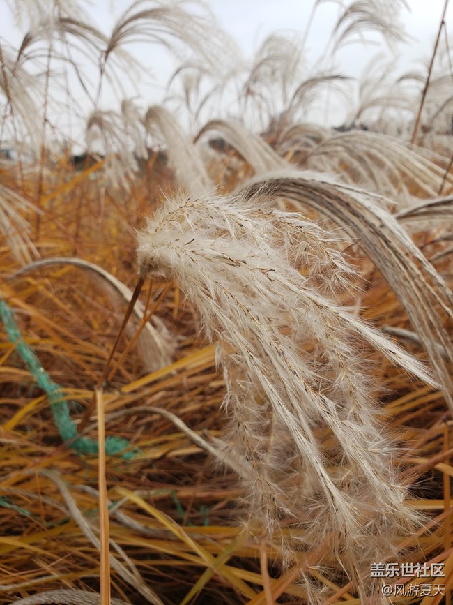 小S9之秋的隨拍 秋意