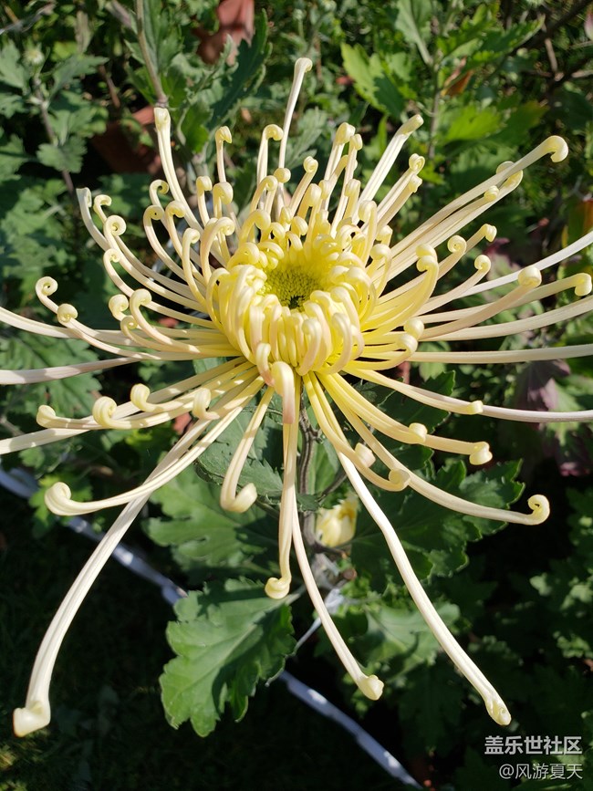 小S9之秋的隨拍 秋意