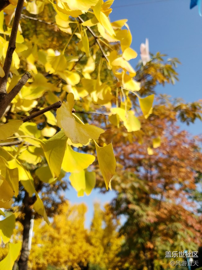 小S9之秋的隨拍 秋意