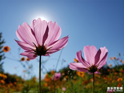 憶秋花