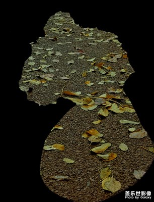 秋來(lái)了,涼風(fēng)起,落葉黃,身影狐.......