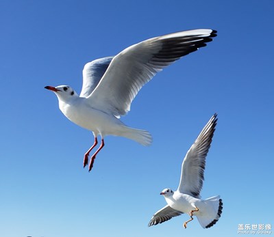 云南印象~紅嘴鷗