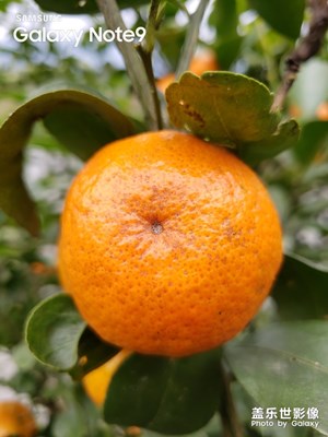 自己種豐衣足食