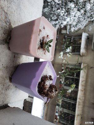 喜歡下雪，還幾年沒見過這么大的雪了