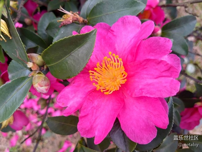 【A6s星粉體驗團】三星Galaxy A6s暢玩吃雞王者不卡頓 【A6s星粉體驗團】三星Galaxy A6s暢玩吃雞王者不卡頓