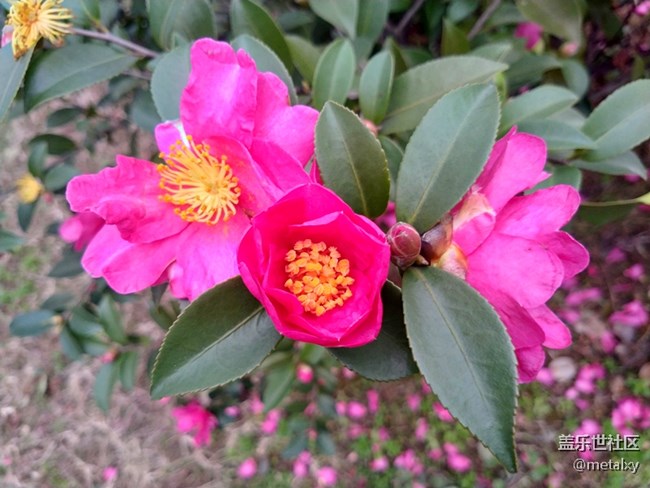 【A6s星粉體驗團】三星Galaxy A6s暢玩吃雞王者不卡頓 【A6s星粉體驗團】三星Galaxy A6s暢玩吃雞王者不卡頓