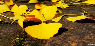 落葉秋思