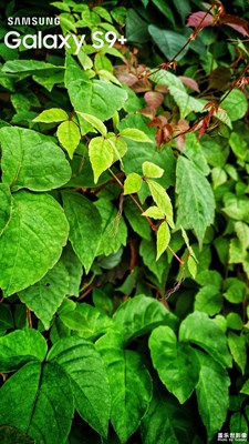 【壁紙】Photo by Galaxy (二）