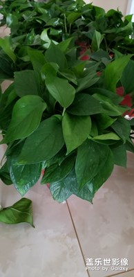 牛9隨意拍，哈哈哈！