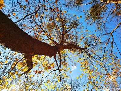 梧桐樹(shù)的色彩