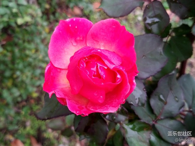 【A9s星粉體驗(yàn)團(tuán)】2019年的第一次玩機(jī) 魅力“四攝”三星A9s 【A9s星粉體驗(yàn)團(tuán)】2019年的第一次玩機(jī) 魅力“四攝”三星A9s