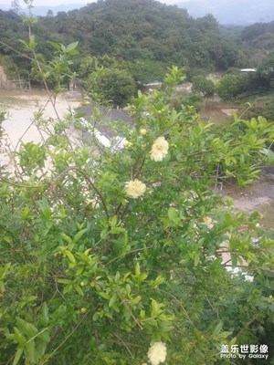 【迎春萬象】+朦朧的地方