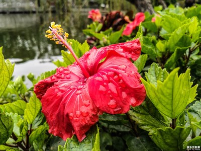 【迎春萬象】三星A6s游廣東四大名園之可園