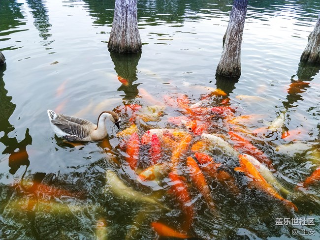 【A6s星粉體驗(yàn)團(tuán)】三星A6s，一款顏值和拍照都能打的中端機(jī)