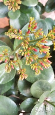 【迎春萬(wàn)象】+我的小小草