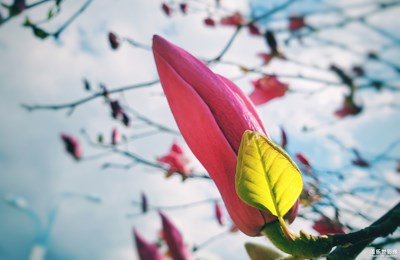 【迎春萬像】+春是前奏