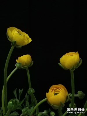 簡(jiǎn)單的快樂(lè)