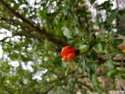 【迎春萬象】+花苞