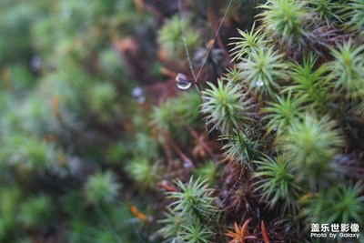 迎春萬象之光之韻