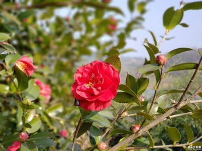 【迎春萬像】+湖光山色喜迎春