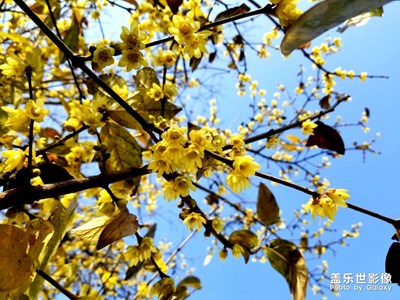 【迎春萬像】+公司里的臘梅花