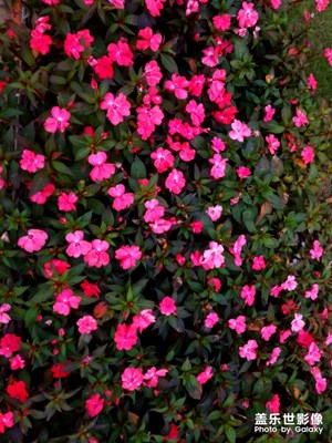 河源客天下的花