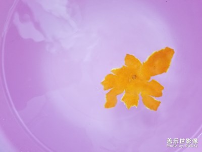 迎春萬象之水下拍照