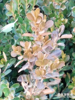 【迎春萬(wàn)象】+春的氣息