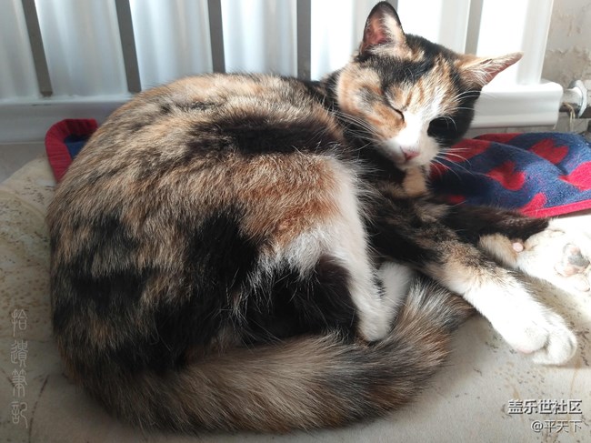 【A9s星粉體驗(yàn)團(tuán)】四攝合一，拍什么都省心