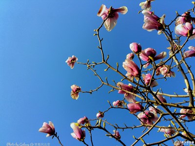 已開獎(jiǎng) 蓋樂世攝影周賽第74期—春的暢想