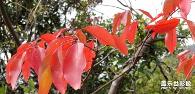 【春的暢想】+紅似火