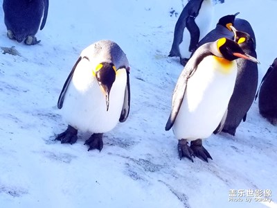 【春的暢想】+冬季的北海道