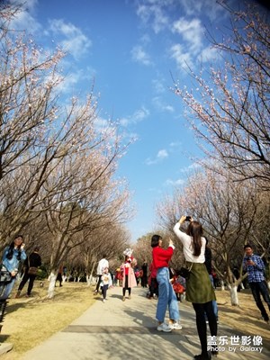 【春的暢想】+冬去春又來，梅花朵朵開