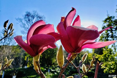 【春的暢想】+春花俏