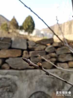 【春的暢想】初春