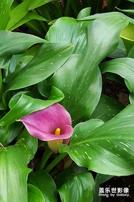 [春的暢想]-—爭奇斗艷