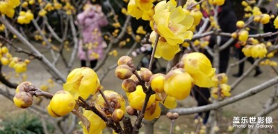 初一游公園拍梅花