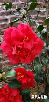 最美的瞬間茶花，還有月季花