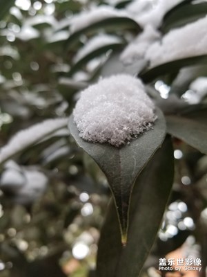 雪葉
