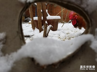 生命的雪藏