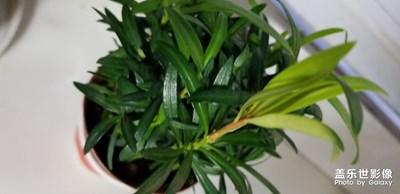 花海，超級是花都有。