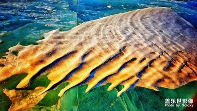 【這世界正美】+憧憬