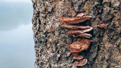 風味人間-A8s攝影作品欣賞