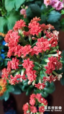 這些花兒又開了