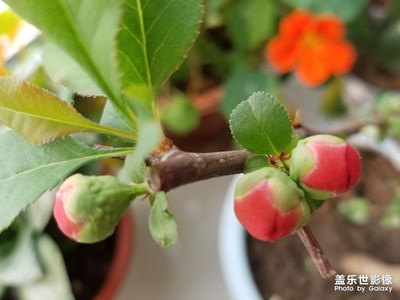 含苞待放的花兒。