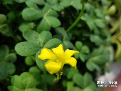 小黃花